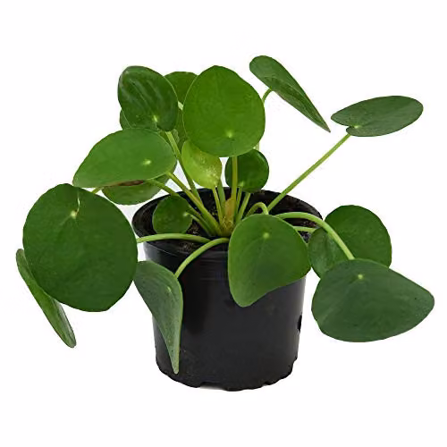 Thompson and Morgan 2 x Pilea Peperomioides Chinese Money Plant with Pink Flowers in 11cm Pots – 5
