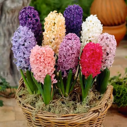 YouGarden Mixed Hyacinth Bulbs, 20 Multicolour Bulbs for Autumn Planting – 3