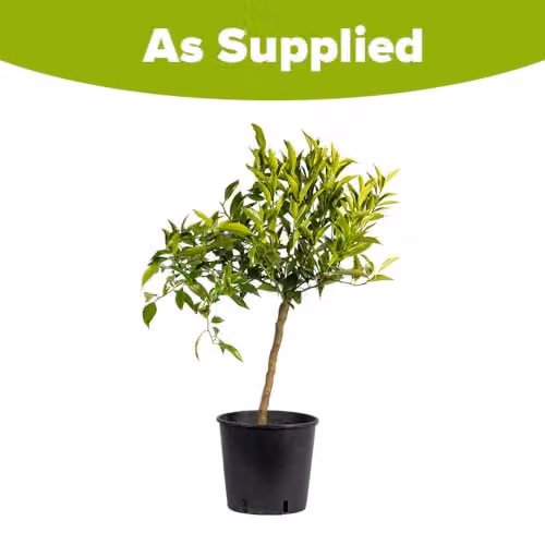 YouGarden Citrus Mandarin Fruit Tree in 4 Litre Pot, 80cm Tall – 5