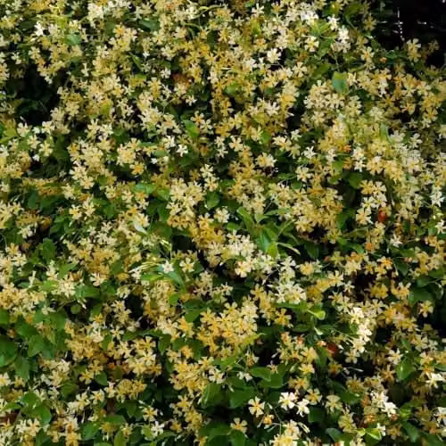 Thompson & Morgan Trachelospermum jasminoides Star of Toscana Hardy Evergreen Climber with Fragrant Creamy White and Yellow Flowers, 1x 9cm Potted Plant – 4