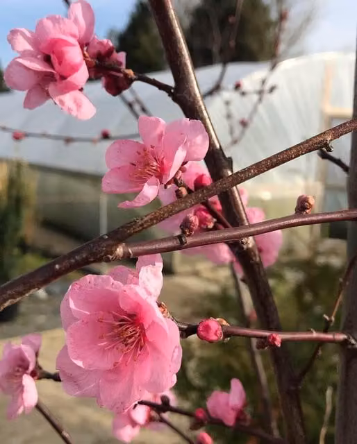 Directplants Prunus Spring Glow Ornamental Tree in Pink and Green, 183 cm Tall, 12 Litre Pot