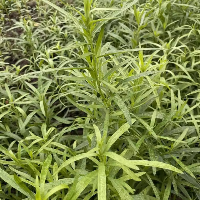 Unwins Tarragon Herb Seeds, Green, 200 g