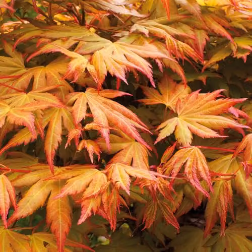 You Garden Japanese Maple Acer palmatum Orange Dream Ornamental Tree, 3L Pot – 1