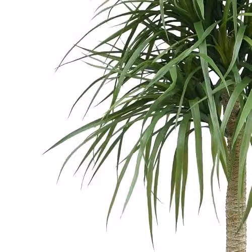 Leaf Design UK 180cm Realistic Green Dracaena Artificial Tree – 2