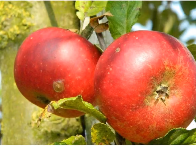 Directplants Apple Discovery Fruit Tree, Red, 12L Pot, Height: 182.88 cm