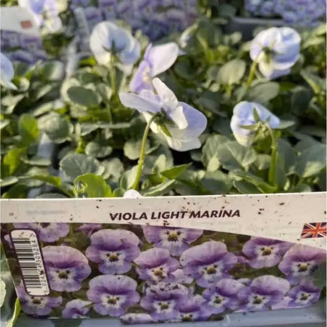 Plants By Post Viola Light Marina Bedding Plants, 12 Garden Ready Blue Flowers