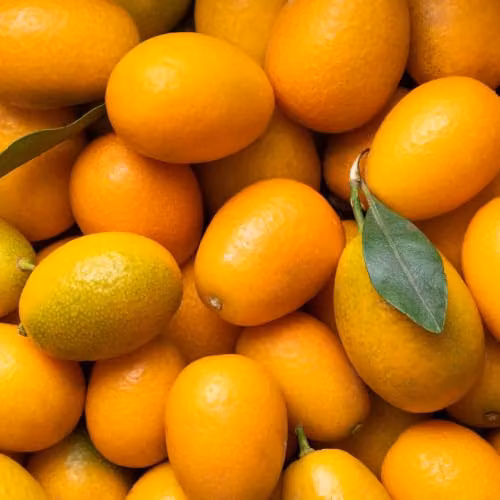 YouGarden Citrus Kumquat Fruit Tree with Edible Fruit and Fragrant Flowers in a 22cm Pot – 4