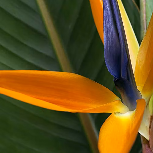 Thompson and Morgan Strelitzia Bird of Paradise Indoor Flowering House Plant, 2 x 13cm Potted Plants – 3