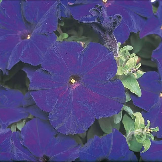 Plants By Post Blue and Purple Petunia Surfinia Trailing Bedding Plants, 3 Pack