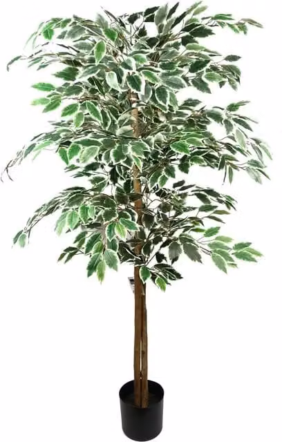 Leaf Green Artificial Silk Ficus Tree, Height: 150 cm – 1