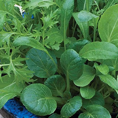 Thompson & Morgan Niche Oriental Mixed Salad Leaves Seeds, 500 Seeds