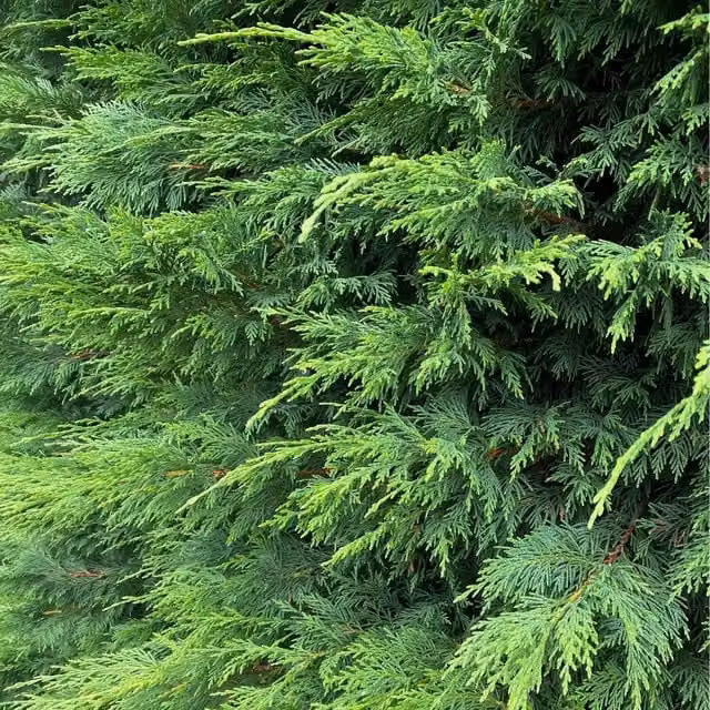 Direct Plants 10 x Green Leylandii Cupressocyparis Conifer Hedge Trees in 3L Pots