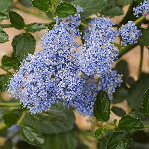 Thompson & Morgan Ceanothus Californian Lilac Shrub, 3 x 9cm Pots, Blue Flowers – 2