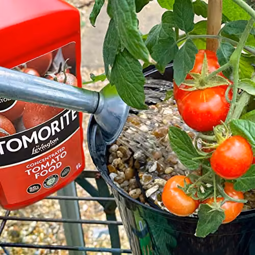 Levington Tomorite Liquid Tomato Food Plant Tonic, 1 l – 6
