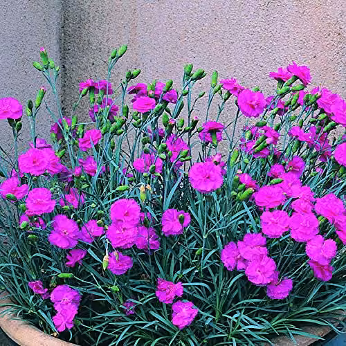 Thompson and Morgan Dianthus Tickled Pink Carnation, Hardy Pink Perennial with Ruffled Flowers, 1.5 Litre Pot