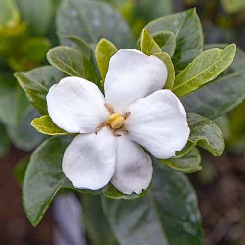 You Garden 3 x Winter Hardy Gardenia Kleim's Hardy Ornamental White Shrubs in 9cm Pots – 3