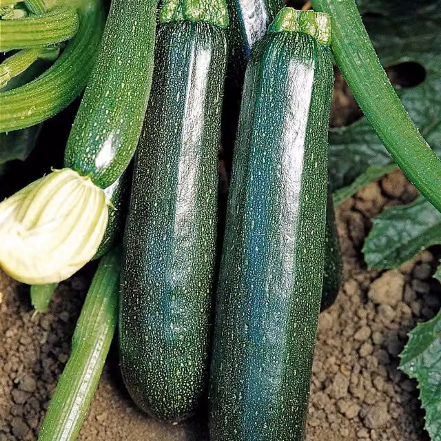 Marshalls Sure Thing F1 Partenon Courgette Seeds, Early-Setting Seedless Variety, 15 Seeds