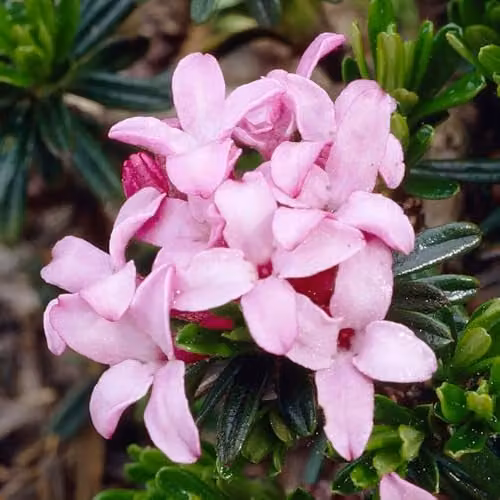 YouGarden Daphne Pink Fragrance Ornamental Shrub, Pink and White, 25cm Tall, 13cm Pot – 4