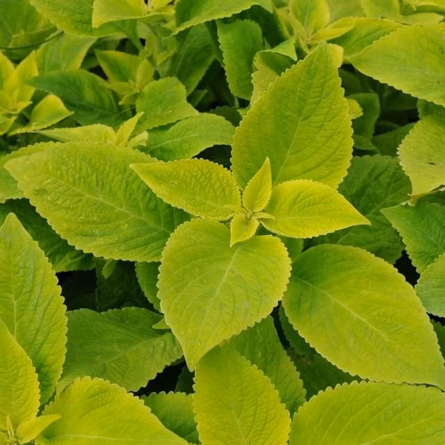 Plant Theory Set of 3 Lime Delight Coleus Scutellarioides Bedding Plants in 9cm Pots, Green