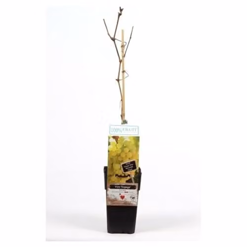 Thompson & Morgan Supaga Fruit Vitis (Grape) Hardy Latvian Variety, 2 x 15cm Pots, Light Green