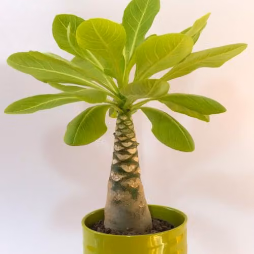 Thompson & Morgan Brighamia insignis Hawaiian Palm Houseplant with Fragrant Yellow Flowers, Pack of 2, 12cm Pot – 1