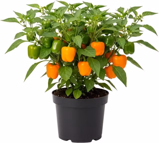 Plants By Post Sweet Pepper Snack Orange Potted Plants, 6 Pack