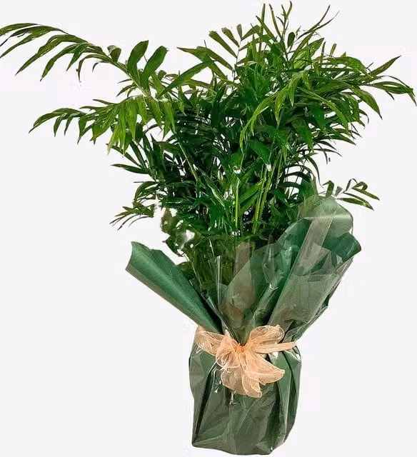 All Occasions Soft Palm Real Indoor Houseplant, Green, Height: 80 cm