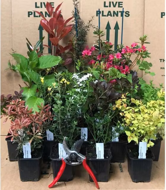 Direct Plants 5 Pack Mixed Multicolour Ornamental Garden Shrub Selection