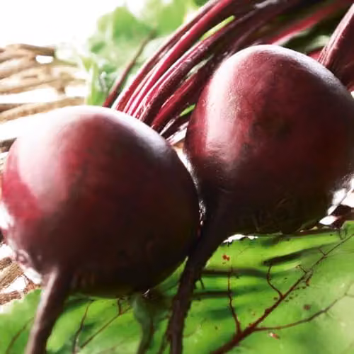 Thompson & Morgan Beetroot Boltardy Seeds, Sweet and Bolt-Resistant Variety, 3 x 300 Seeds – 3