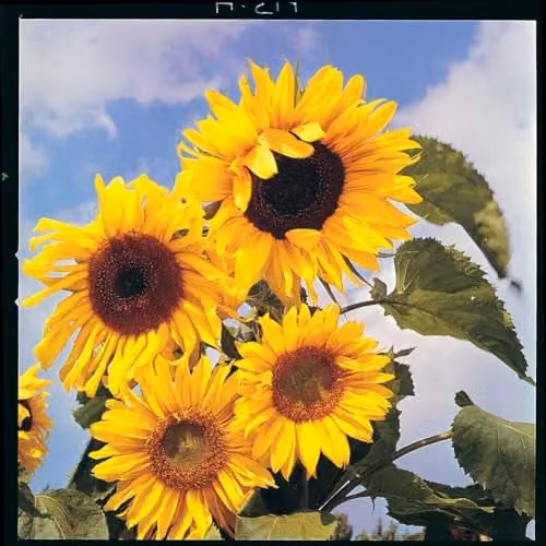Thompson & Morgan Sunflower Russian Giant Seeds, Yellow, 45 Seeds – 2