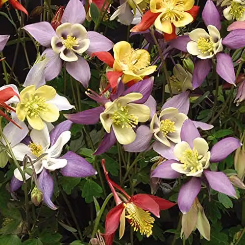 Thompson and Morgan Aquilegia Mrs Scott-Elliott Columbine Hardy Perennial Plants, 12 x Plugs, Multicolour – 5