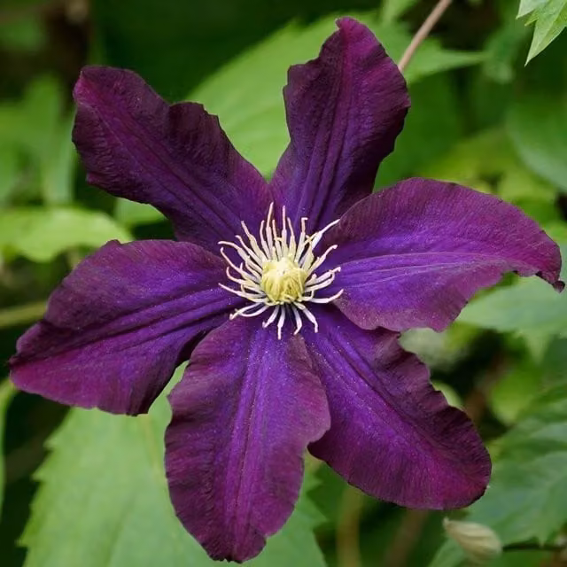Plant Theory Clematis Romantika Burgundy Flowering Climbing Vine, Purple and Green