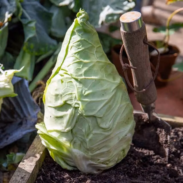 Marshalls Garden Cabbage Pointed Hispi, Green