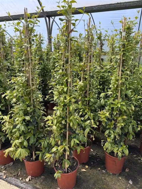 Direct Plants Trachelospermum Jasminoides Star Jasmine Climbing Plant in a 7.5L Pot