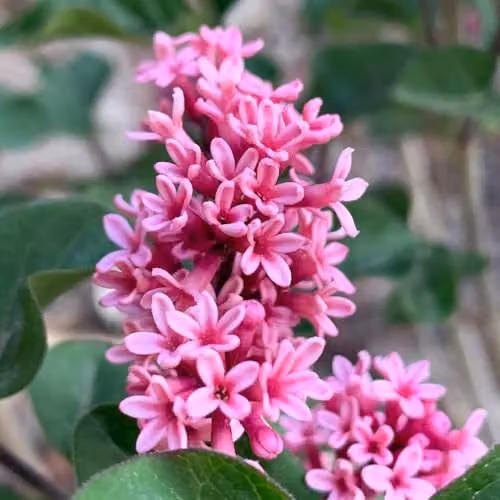 YouGarden Lilac Little Rosie Standard Ornamental Tree, Pink Flowers, Height: 90 cm – 2