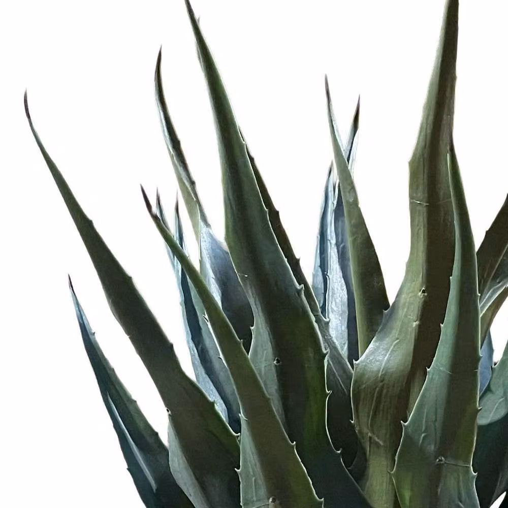 Leaf Premium Artificial Green Agave Tropical Yucca Succulent Potted Plant, Height: 70 cm – 2