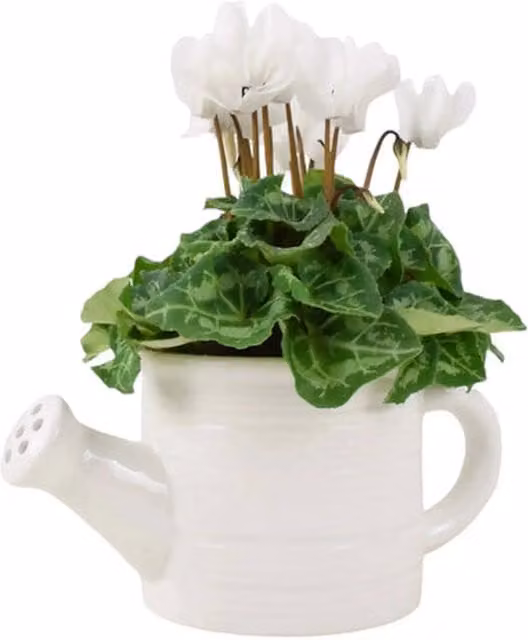 Plants by Post Cyclamen Indoor Flowering Plant in a White Ceramic Watering Can Pot