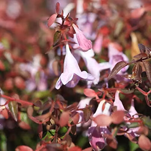 Thompson & Morgan Abelia Pinky Bells Ornamental Semi-Evergreen Hardy Shrub with Pink Blooms, 2 x 3-Litre Pots