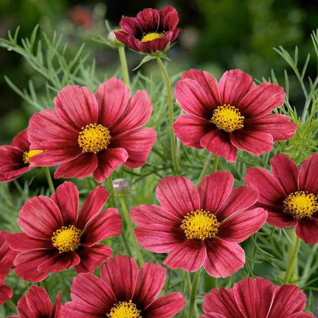 Unwins Cosmos Antiquity Ornamental Flower Seeds, Green, Pink and Red