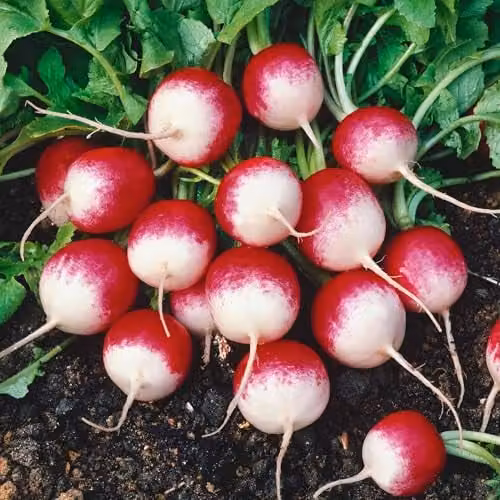 Unwins Radish Sparkler Red Vegetable Seeds