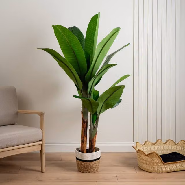 Scottish Everlastings Ltd 160 cm Real Touch Banana Tree in Green