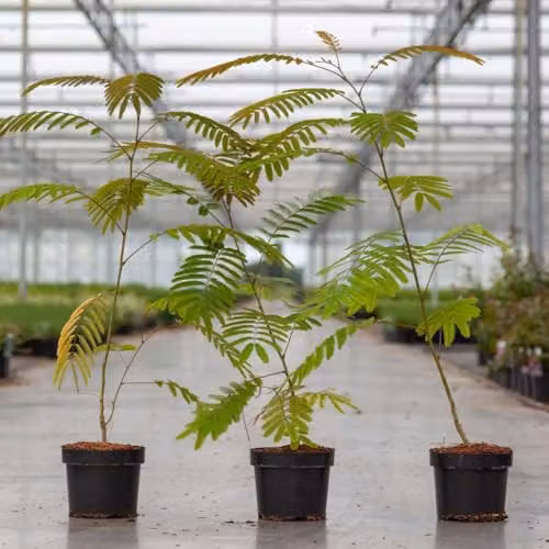 Thompson & Morgan Albizia julibrissin Rouge de Tuilière Ornamental Tree with Pink Flowers and Red Foliage, 10 Litre Pot