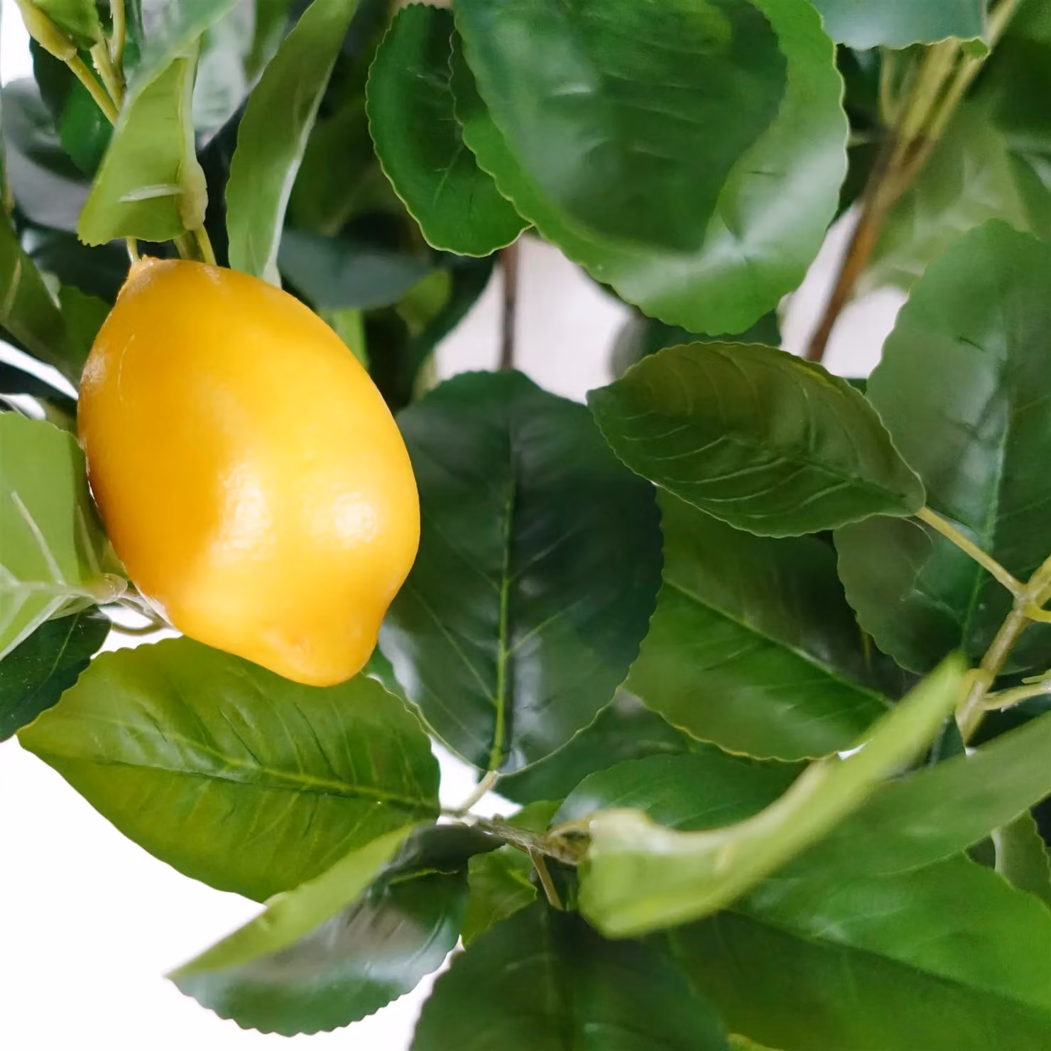 Botanik UK Artificial Lemon Tree in Green with Black Plastic Pot, Height: 120 cm – 5
