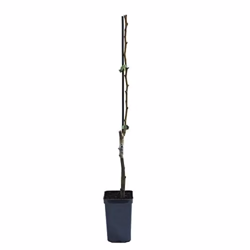 Thompson & Morgan Doyenné du Comice Dessert Pear Pyrus Hardy Fruit Tree, 9cm Potted Plant