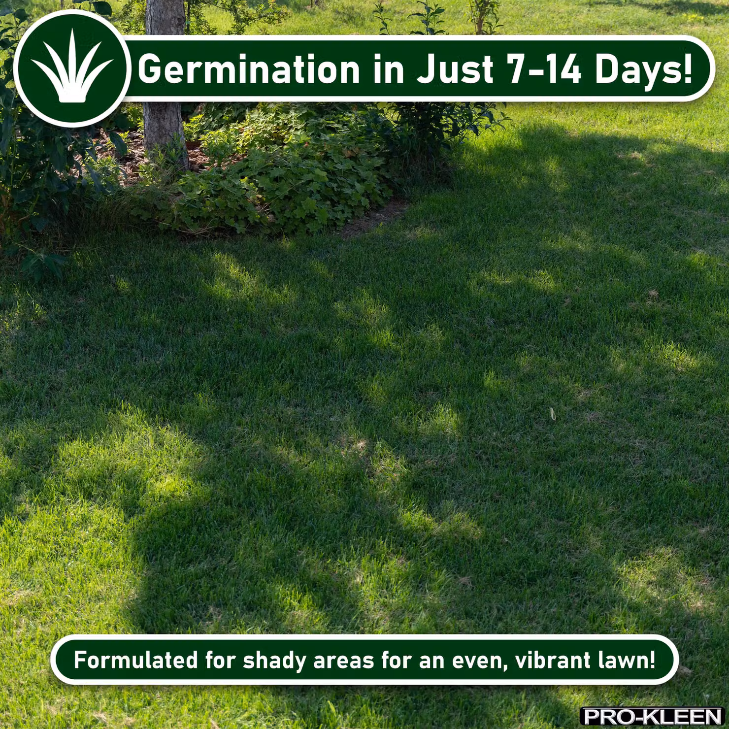 ProKleen Grass Seed for Shady Areas, 2 x 5kg (Covers up to 600m2) – 3
