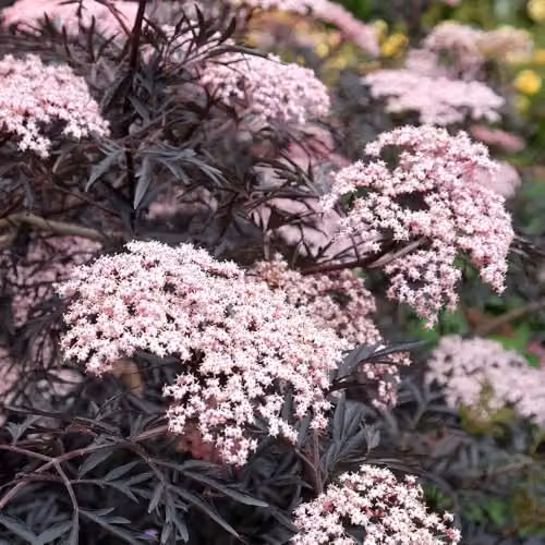 YouGarden Sambucus nigra Black Lace Ornamental Shrub in 2-3L Pot