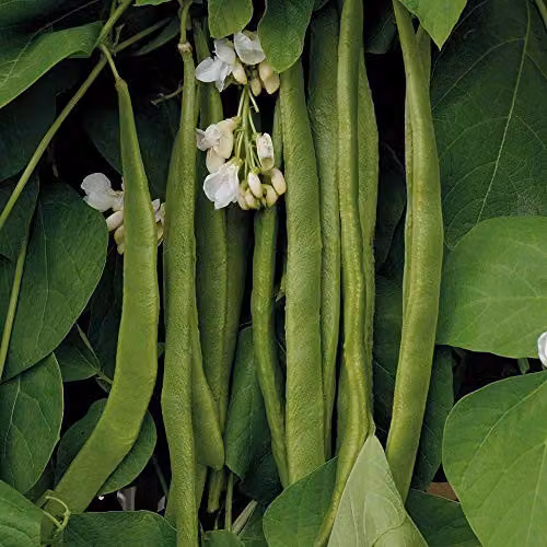 Thompson and Morgan Moonlight Runner Bean Seeds, 40 Seeds