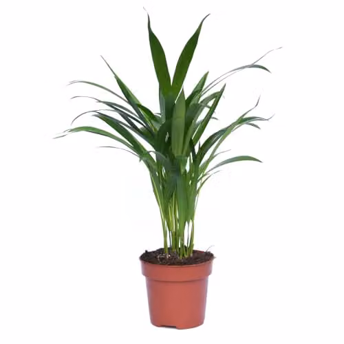 Thompson and Morgan 2 x Areca Dypsis Palm Indoor Plants in 9cm Pots – 3