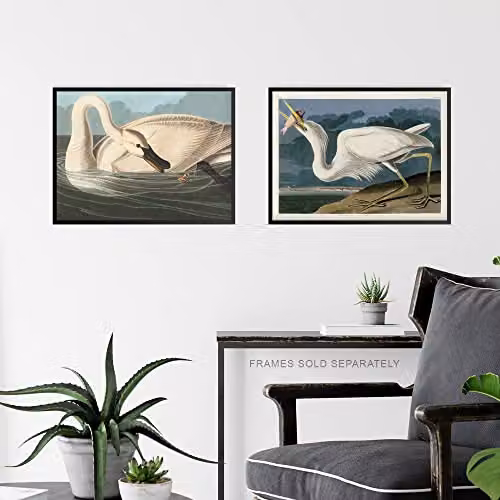 Artery8 Vintage Audubon Birds Collection Set of 6 Unframed Wall Art Paper Posters, Multicolour, W: 30.0 cm, H: 41.0 cm – 5