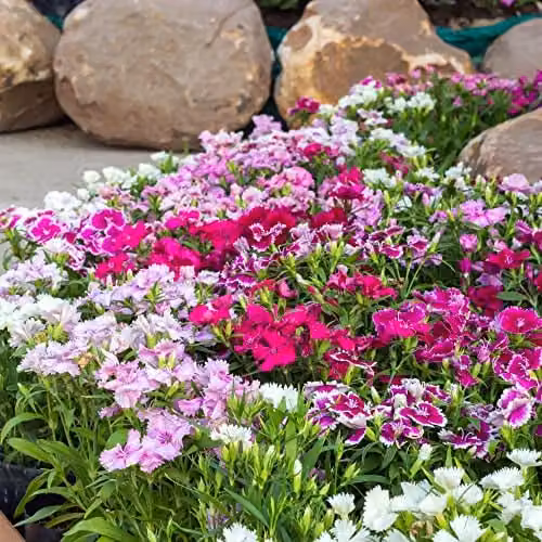 Thompson and Morgan Dianthus IQ Cottage Garden Hardy Perennial Bedding Plants, 30 Garden Ready Plants – 3
